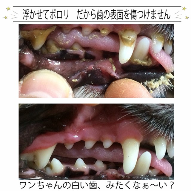 信頼 マジックゼオプロ業務用 送料無料 犬 猫 ペット 歯磨き粉 デンタルケア 歯石歯石取り 口臭予防 歯周病菌 ゼオライト 国産 Bayounyc Com