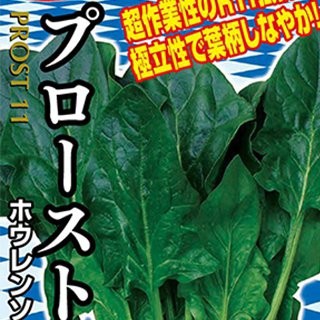 ほうれん草の種 プロースト11 M3万粒 ほうれん草の種 プロースト11 M3万粒