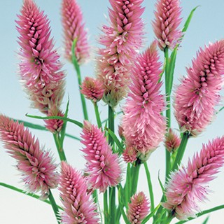 けいとうの種 キャンドル 小袋の通販はau Pay マーケット 菜園くらぶ 商品ロットナンバー