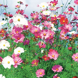 コスモスの種 センセーション 混合 小袋の通販はau Pay マーケット 菜園くらぶ 商品ロットナンバー