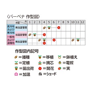 バーベナ 種 ベスタ ピンクミックス 10ml バーベナの種 の通販はau Wowma ワウマ 菜園くらぶ Au Wowma 店 商品ロットナンバー