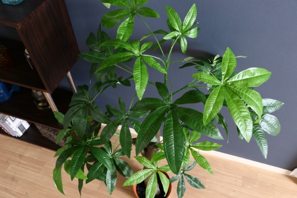 激安 観葉植物 大型 人工観葉植物 フェイク サボテン 植物 インテリアグリーン リアル フェイクグリーン 造花 風水 おしゃれ 室内 観葉植物