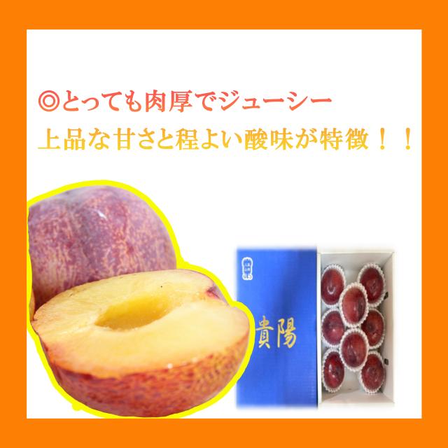 被り心地最高 クール便送料無料 産地厳選 貴陽 すもも プラム 家庭用 大きさお任せ 約4kg 北海道沖縄別途送料加算 きよう スモモ お見舞い 全ての Arnabmobility Com