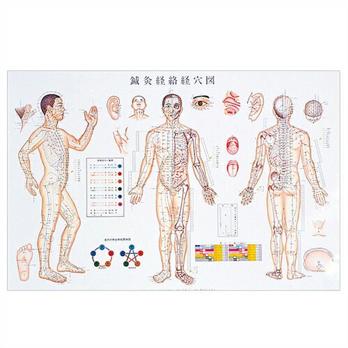 さらに選べるおまけ付き 検査 カナケン 鍼灸経絡経穴図 ポスター パネルなし 人体解剖学チャート ポスター 骨格筋 骨格 2枚セット の通販はau Pay マーケット ｗａｔｗ わとぅわ Au Pay マーケット店 商品ロットナンバー
