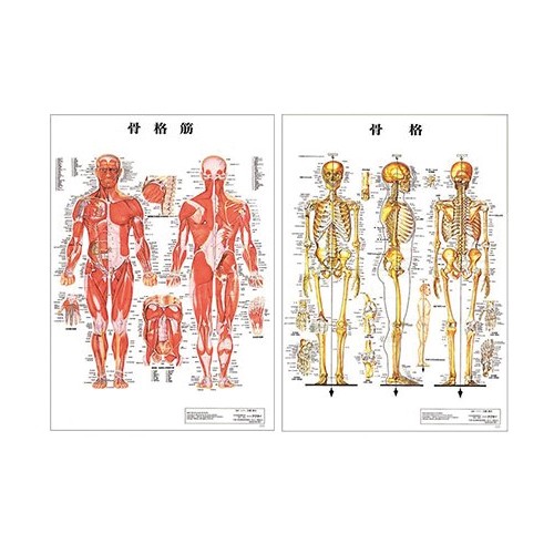 (検査)医道の日本社 人体解剖学チャート骨格筋 ポスター 2枚セット（骨格筋・骨格) パネルなし - 縦86×横62cm 表面仕上げはラミネート