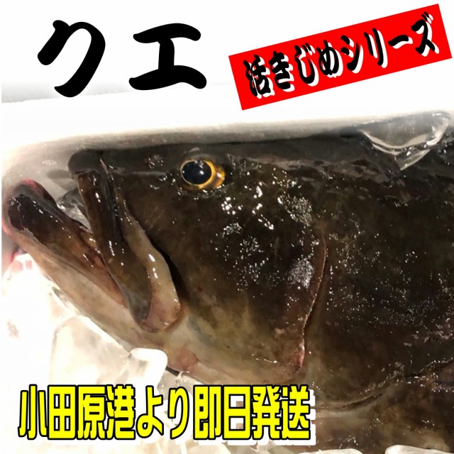 新版 クエ たまくえ 活じめ 養殖 約2ｋｇ前後 刺身用 高級魚 うまいもの