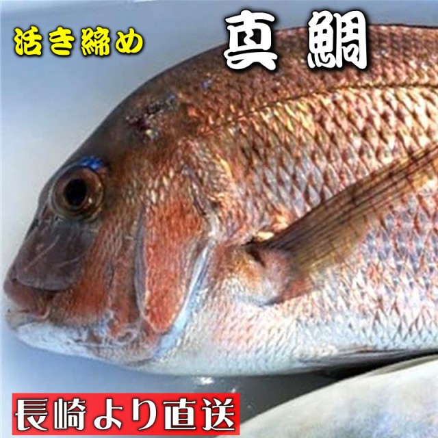 近世法華経談義聞書 真鯛 活き締め 約3 5kg 養殖 刺身用 長崎養殖場より直送いたします 真鯛大型サイズ 高級鮮魚 冷蔵便 宅配便発送 魚介類 シーフード Www Murad Com Jo