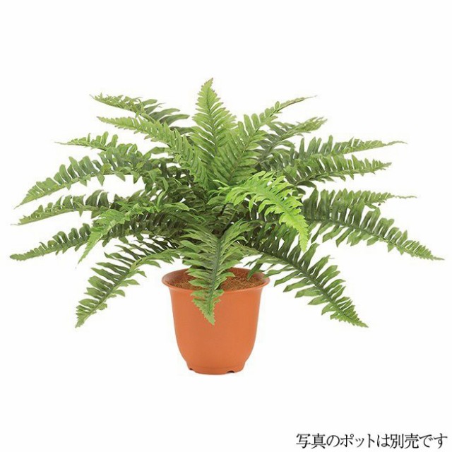 人工観葉植物 ハワイアンボストンファンブッシュ S 50cm フェイクグリーン 観葉植物 造花 光触媒 Ct触媒 インテリア G L の通販はau Pay マーケット 神戸花物語 商品ロットナンバー