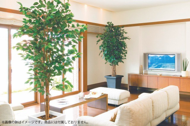 定番お買い得⋋ 大型 の通販はau PAY マーケット - 神戸花物語|商品ロットナンバー:450495671 210cmフィカスツリー L ナチュラルトランク 大人気新品