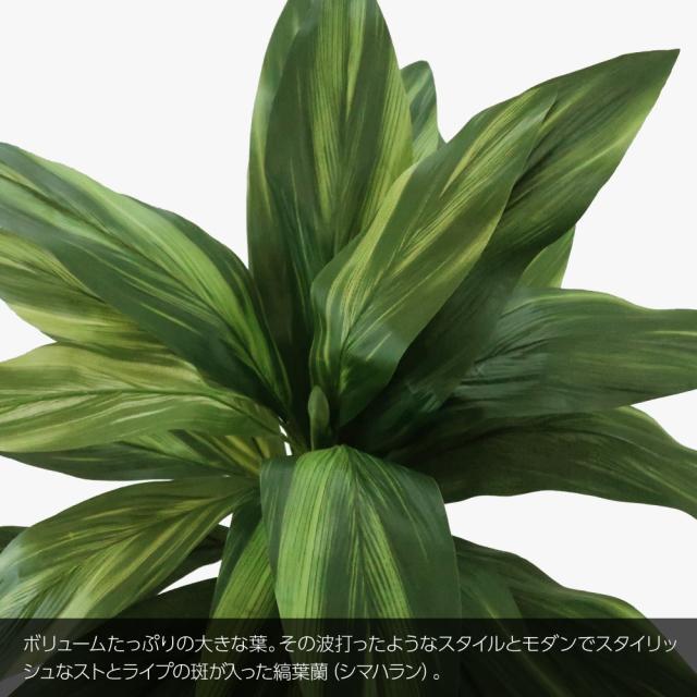 豪華 人工観葉植物 フェイクグリーン 観葉植物 造花 光触媒 しあわせ縞ハラン ハッピーストライプポット 75cm 鉢植 フェイク グリーン インテ 第1位獲得 Www Hopheads Com