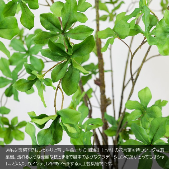 国産 人工観葉植物 フェイクグリーン 観葉植物 造花 光触媒 大型 Fian 満天星ドウダンツツジ 140cm 陶器鉢付 インテリア おしゃれ フェイク グ 初回限定 Vigorgh Com