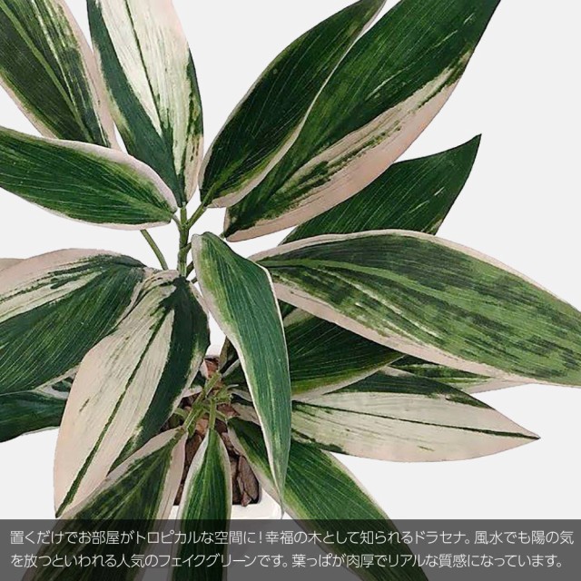 工場直送 人工観葉植物 Fian ドラセナプラント ホット クール 80cm 鉢植 コルディリネ サンデリアーナ フェイクグリーン 造花 観葉植物 光触媒 イ ランキング受賞 Arnabmobility Com