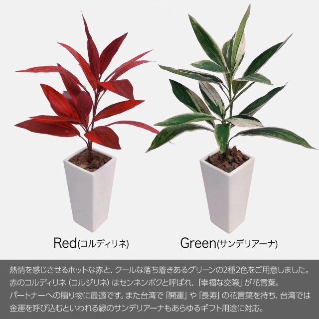 公式限定新作 送料無料 人工観葉植物 Fian ドラセナプラント ホット クール 80cm 鉢植 コルディリネ サンデリアーナ フェイクグリーン 造花 観葉植物 光触媒 イ 史上最も激安 Carlavista Com