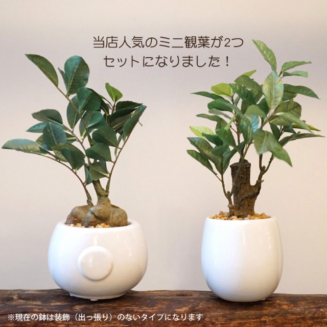 在庫処分特価 父の日限定 フェイクグリーン 観葉植物 造花 ミニ 人気ミニ観葉限定ボックスセット レモンツリー ガジュマルポット 陶器鉢 フェイク グ 最安値に挑戦 Arnabmobility Com