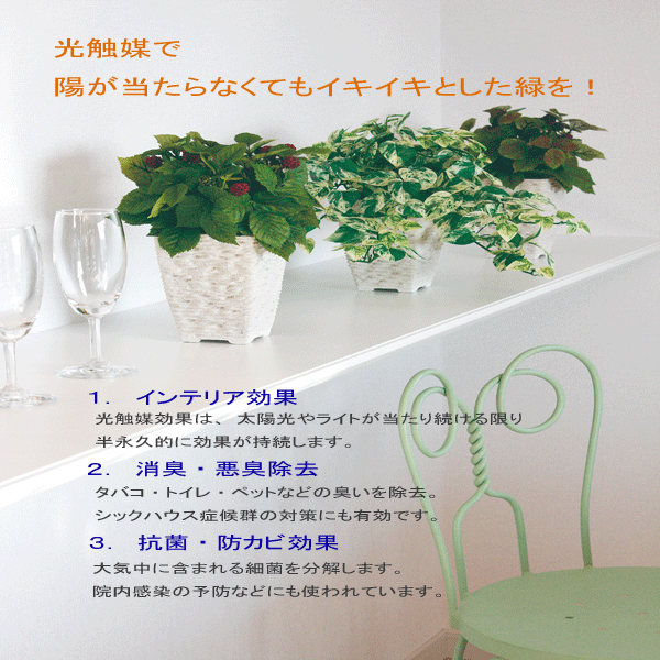 観葉植物 造花 ハーフボール萌 11cm Sc Ct 触媒 光触媒 インテリア オフィス フェイクグリーン 観葉植物 造花 アイテム マテリの通販はau Pay マーケット 神戸花物語 商品ロットナンバー