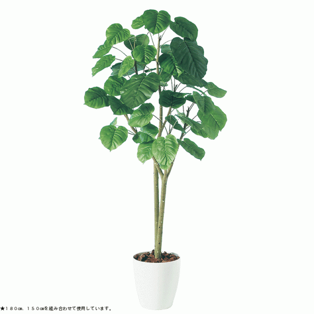 観葉植物 造花 大型 ウンベラータ ２本立 180cm 鉢植 フェイクグリーン 樹木 Sc Ct触媒 光触媒 インテリア お祝い の通販はau Pay マーケット 神戸花物語 商品ロットナンバー