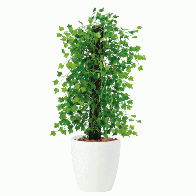 激安商品 観葉植物 ヘゴ 鉢付き 植物 観葉植物