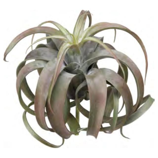 人気第1位 フェイクグリーン 屋外対応 ボタニカルチランジア G R 32cm チランドシア ブッシュ Gl 5187g R 人工観葉植物 観葉 植物 造花 光触媒 人気第1位 Carlavista Com