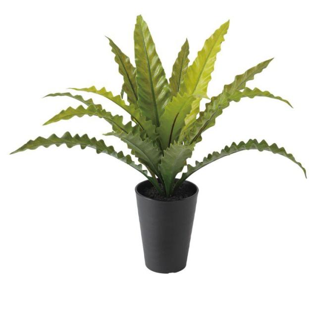 日本未入荷 入手困難 フェイクグリーン アスプレニウム S 45cm 観葉植物 造花 人工観葉植物 光触媒 Ct触媒 インテリア 人気再入荷 Www Iacymperu Org