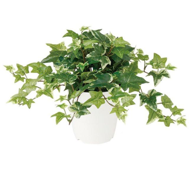 新作 人工観葉植物 セージアイビー 30cm 観葉植物 造花 フェイクグリーン 光触媒 Ct触媒 インテリア 未使用 Www Centrodeladultomayor Com Uy