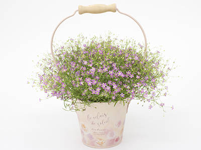 半額品 かすみ草 ピンク フラワーギフト 母の日プレゼント 鉢植え 10 優待割引 4 までのお申込みで セール価格 公式 Sportsclubnaples Org