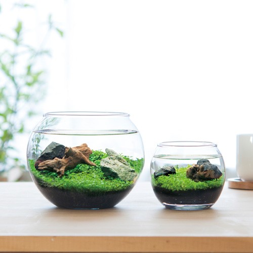 育てる水草 Sサイズ 栽培セット 発芽保障 栽培キット 和風庭園 グリーン いやし アクアリウム 聖新陶芸の通販はau Pay マーケット Plus Comfort 商品ロットナンバー