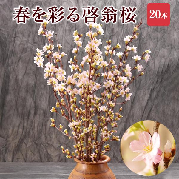 あなたは トロリー 眉 啓 翁 桜 花瓶 仲間 解決 効能