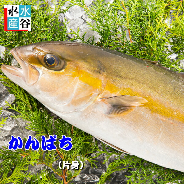 新作saleセール30 Off 送料無料 大分県産 カンパチ 養殖 片身 かんぱち 間八 お刺身 お寿司 活〆 割引クーポン対象品 Carlavista Com