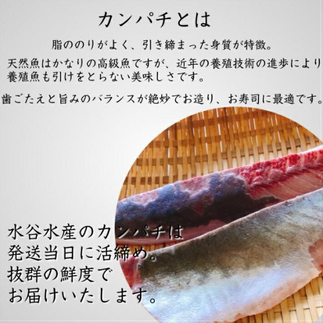 新作saleセール30 Off 送料無料 大分県産 カンパチ 養殖 片身 かんぱち 間八 お刺身 お寿司 活〆 割引クーポン対象品 Carlavista Com