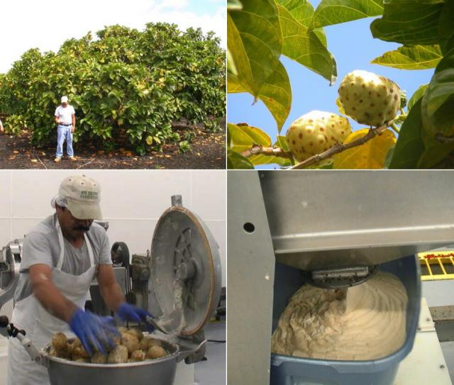 新品人気 生ハチミツ マヌカハニーmgo550 500g 1本 ノニカプセル90粒1個 ノニ100 900ml コラボの通販はau Pay マーケット マウナワールド店 商品ロットナンバー Sale人気 Soprotivlenie Org 新品人気 生ハチミツ マヌカハニーmgo550 500g 1本 ノニカプセル90粒1個 ノニ100 900ml コラボの通販はau Pay マーケット マウナワールド店 商品ロットナンバー Sale人気 Soprotivlenie Org