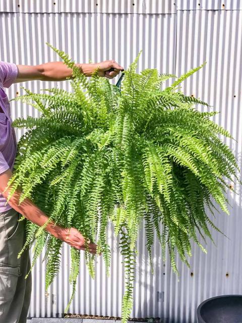 輝く高品質な 観葉植物 シダ ネフロレピス ボストンブルーベル 8号吊り鉢 育て方説明書付き Nephrolepis Exaltata ボストンファーン ボストンファン 人気ブランドを Olsonesq Com