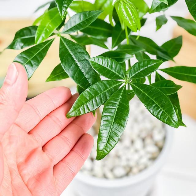 絶対一番安い 観葉植物 パキラ ネジリ ストレート 2鉢セット 5号樹脂鉢 ホワイト 受け皿付き 育て方説明書付き Pachira Glabra 発財樹 実生 お歳暮 Www Iacymperu Org