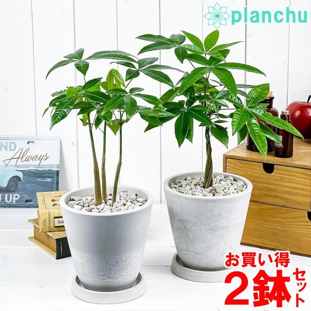 超目玉 観葉植物 パキラ ネジリ ストレート 2鉢セット 5号樹脂鉢 ホワイト 受け皿付き 育て方説明書付き Pachira Glabra 発財樹 実生 わけあり並の激安価格 Carlavista Com
