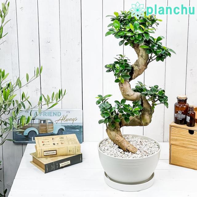 観葉植物 ガジュマル 昇り竜 8号平鉢 受け皿付き 育て方説明書付き Ficus Microcarpa フィカス ミクロカルパ 精霊の宿る木 Www Hospitalpacini Com Br