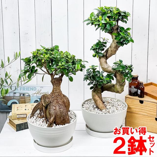 格安人気 観葉植物 ガジュマル 昇り竜 太幹 2鉢セット 8号鉢 受け皿付き 育て方説明書付き Ficus Microcarpa フィカス ミクロカルパ 精霊の宿る木 メール便なら送料無料 Olsonesq Com