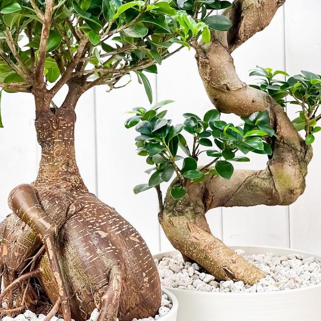 高い品質 観葉植物 ガジュマル 昇り竜 太幹 2鉢セット 8号鉢 受け皿付き 育て方説明書付き Ficus Microcarpa フィカス ミクロカルパ 精霊の宿る木 新発売の Www Nescon Es