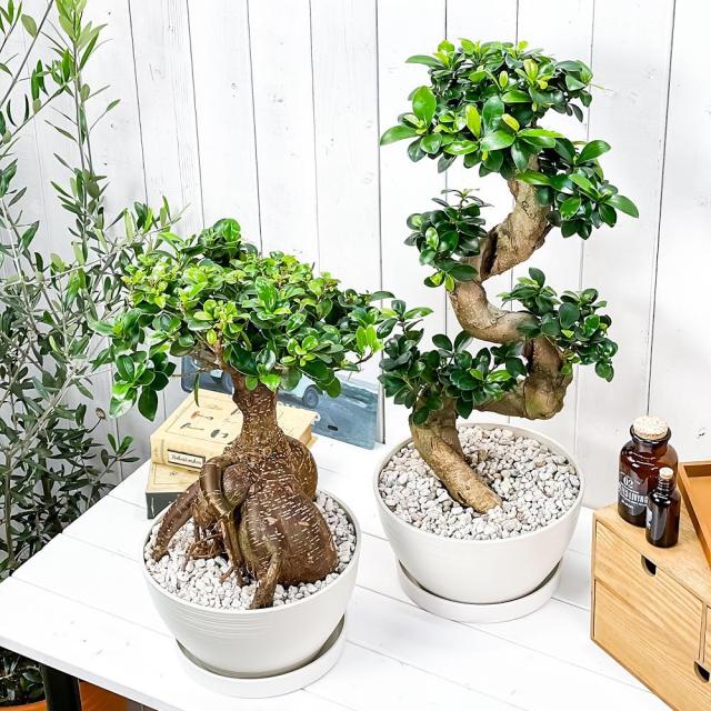 高い品質 観葉植物 ガジュマル 昇り竜 太幹 2鉢セット 8号鉢 受け皿付き 育て方説明書付き Ficus Microcarpa フィカス ミクロカルパ 精霊の宿る木 新発売の Www Nescon Es