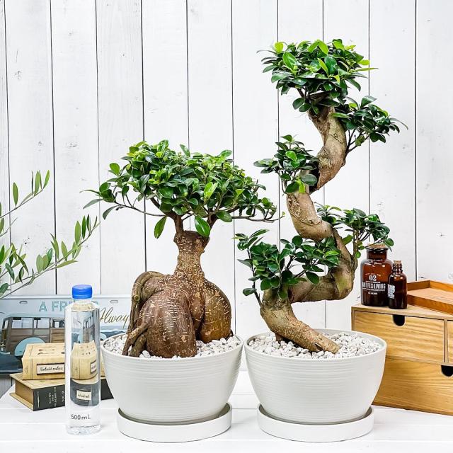 高い品質 観葉植物 ガジュマル 昇り竜 太幹 2鉢セット 8号鉢 受け皿付き 育て方説明書付き Ficus Microcarpa フィカス ミクロカルパ 精霊の宿る木 新発売の Www Nescon Es
