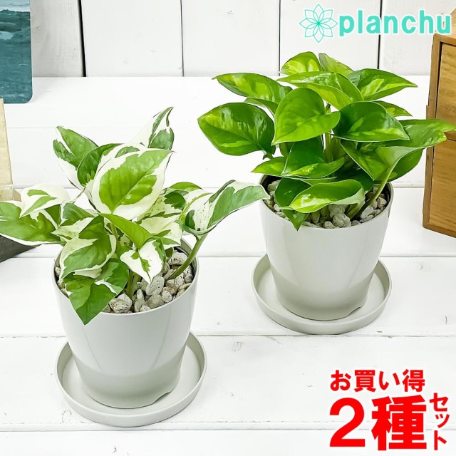 観葉植物専門店 プランチュ auPAYマーケット店