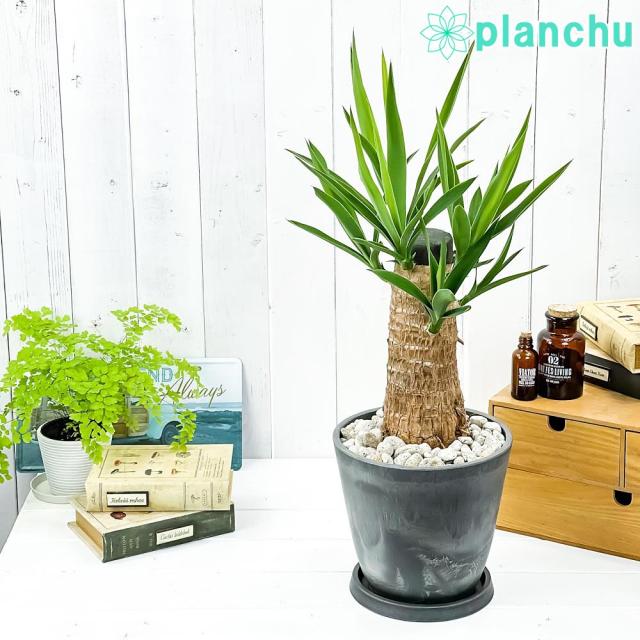 観葉植物専門店 プランチュ Aupayマーケット店