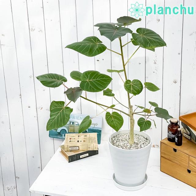 即日発送 観葉植物 フィカス ペティオラリス 7号鉢 受け皿付き 育て方説明書付き Ficus Petiolaris 希少 レア 珍しい コーデックス お洒落無限大 Natyatmika Com