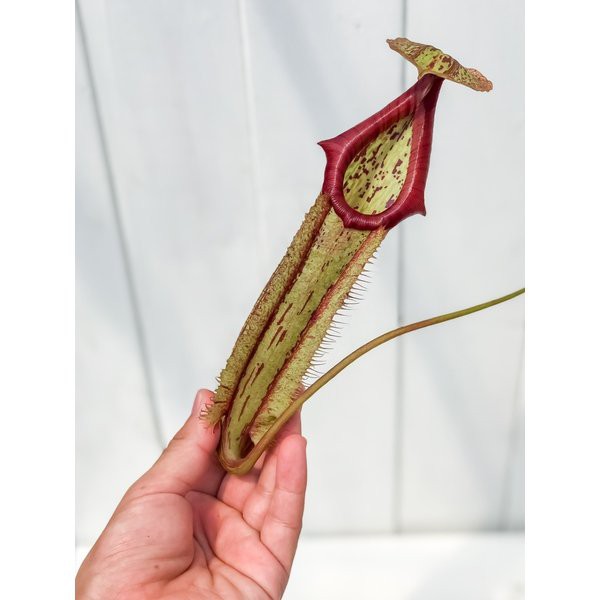 激安ブランド 食虫植物 ウツボカズラ ネペンテス ミランダ 5号吊り鉢 育て方説明書付き Nepenthes Miranda 最新の激安 Parjal Fr