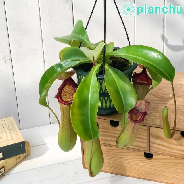 大人気 食虫植物 ウツボカズラ ネペンテス ベントリコーサ レッド トランカータ 5号吊り鉢 育て方説明書付き Nepenthes Ventricosa Trunca 注目の Carlavista Com