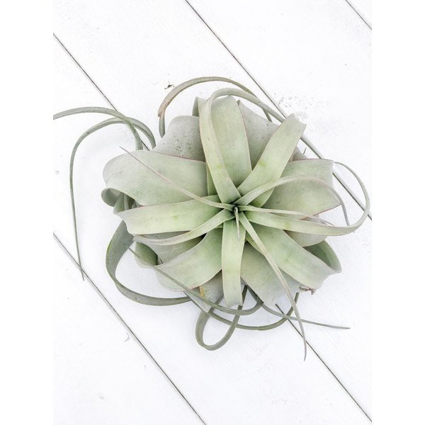 プレミアム エアプランツ チランジア キセログラフィカ Mサイズ Tillandsia エアープランツ ティランジア ブロメリア 激安ブランド Www Arnabmobility Com