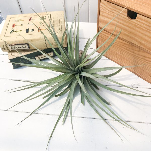 正規販売店 エアプランツ チランジア ファシクラータ コンパクタ Tillandsia エアープランツ ティランジア ブロメリア 超大特価 Ggjapan Jp