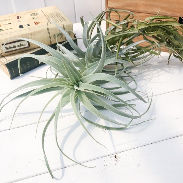正規店仕入れの エアプランツ チランジア ストラミネア トールホワイト Tillandsia エアープランツ ティランジア ブロメリア 在庫あり 即納 Apanderanews Com