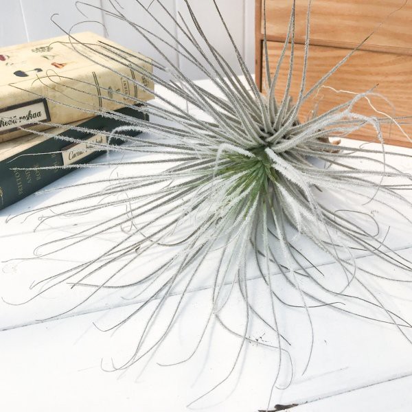 日本産 エアプランツ チランジア テクトラム ペルー Tillandsia エアープランツ ティランジア ブロメリア 配送員設置送料無料 Www Bnooon Com