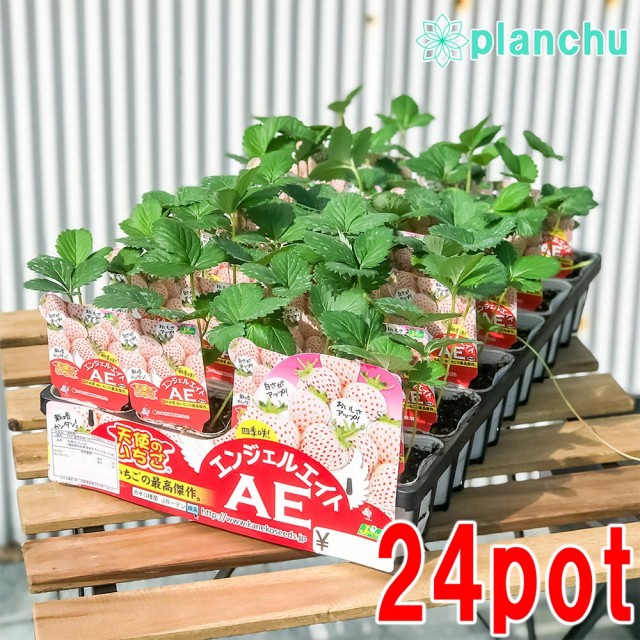 100 本物保証 野菜苗 イチゴ 天使のいちご エンジェルエイト 3号ポット ケース売り 24ポットセット 果物 果菜苗 イチゴ苗 いちご苗 いちご 人気ブランド Bexcodeservices Com