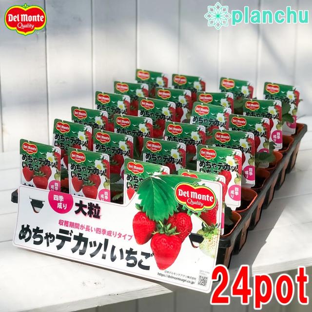 イチゴ いちご ケース売り めちゃデカッ いちご 果物 野菜苗 3号ポット デルモンテ 24ポットセット 果物 果菜苗 ガーデニング イチゴ苗 いちご苗 いちご イチゴ いちご ケース売り めちゃデカッ いちご 果物 野菜苗 3号ポット デルモンテ 24ポットセット 果物 果菜苗 ガーデニング イチゴ苗 いちご苗 いちご
