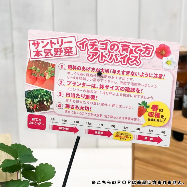 野菜苗 サントリー 本気野菜 イチゴ ローズベリーレッド 3号ポット 6ポットセット 果物 果菜苗 イチゴ苗 いちご苗 いちご 四季なりの通販はau Pay マーケット 観葉植物専門店 プランチュ 商品ロットナンバー